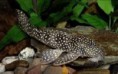 /album/cascudos1/l029-vampire-pleco-jpg/